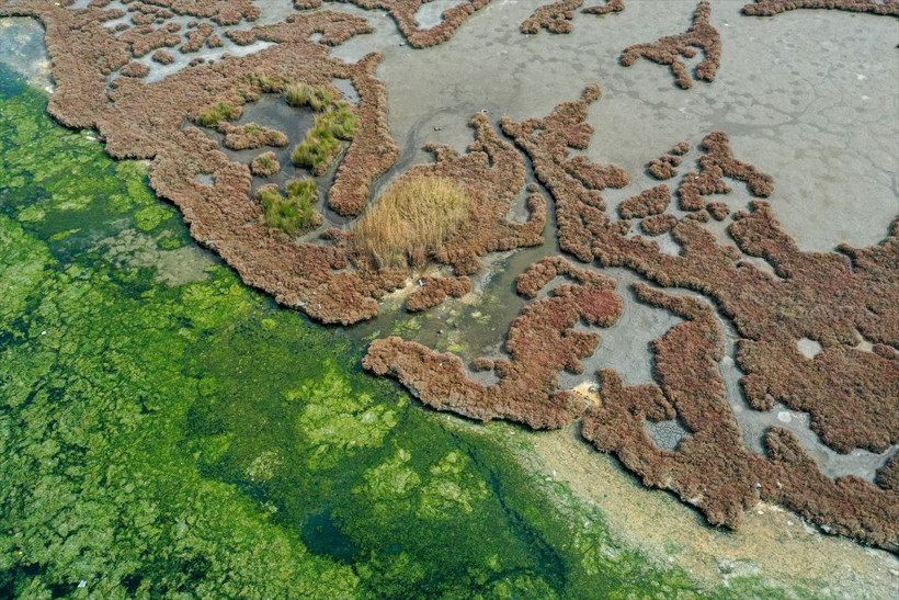 Havaların ısınmasıyla İzmir Körfezi'ni yeniden kapladı! Ekonomik değeri var - Resim: 1
