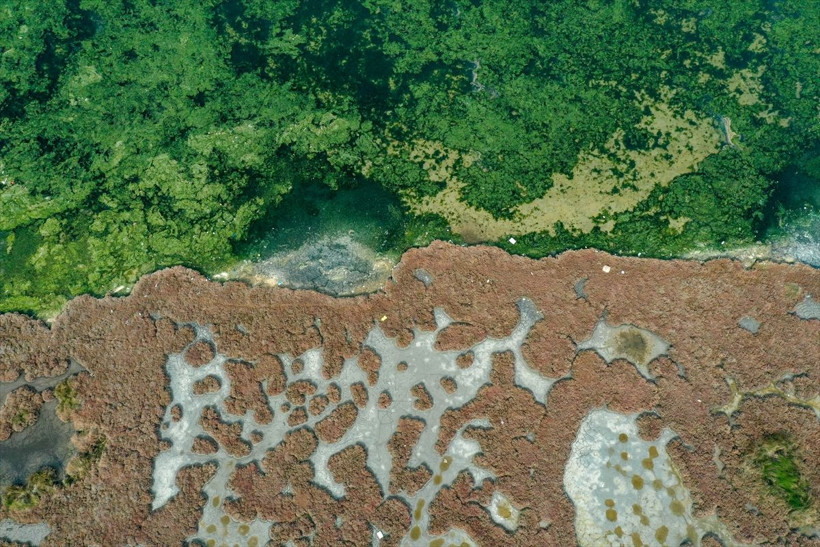 Havaların ısınmasıyla İzmir Körfezi'ni yeniden kapladı! Ekonomik değeri var - Resim: 4