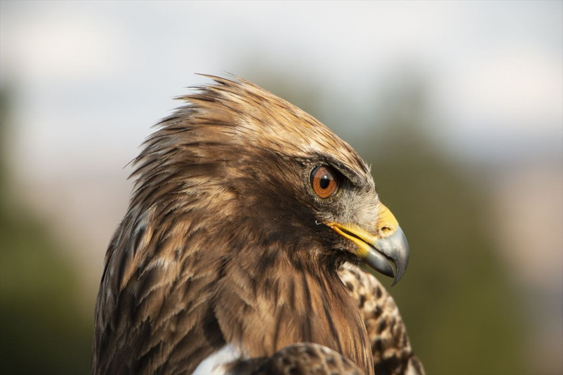 Iğdır'da kartala takıldı ilginç şeyler ortaya çıktı! Uydudan takip ettiler - Resim: 1