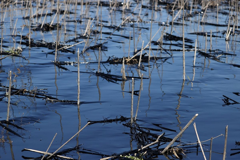 Edirne'de çevre felaketi! Havuz yıkıldı zift, ekili alanları kapladı gören gözlerine inanamadı - Resim: 3