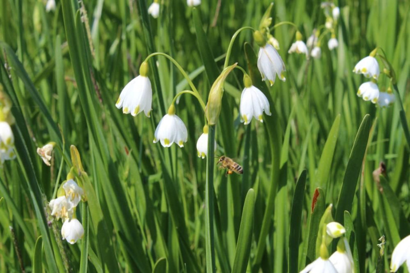 1 dönümden 90 bin TL kazanıyor! Yurt dışından Samsun'a sipariş yağıyor: Sökmenin cezası 112 bin TL - Resim: 1