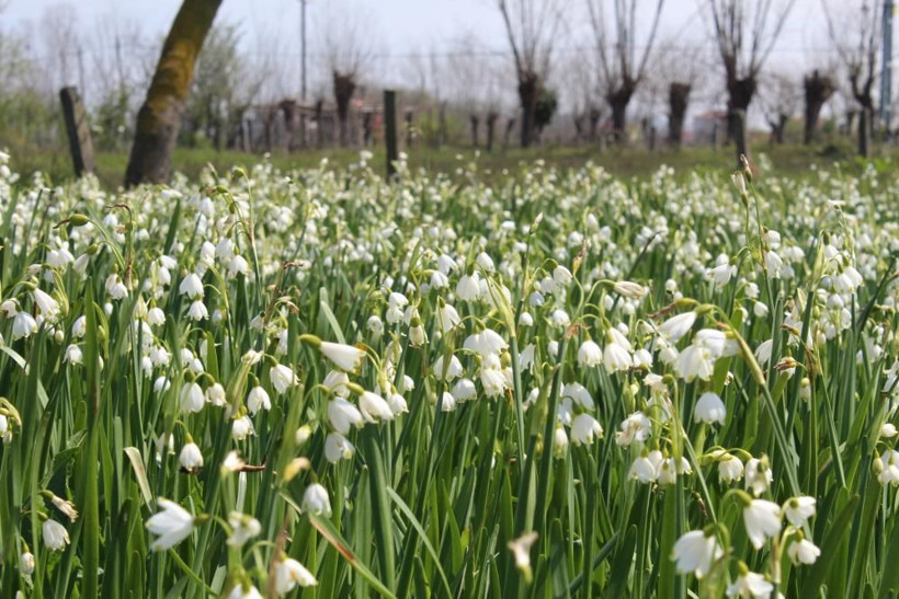1 dönümden 90 bin TL kazanıyor! Yurt dışından Samsun'a sipariş yağıyor: Sökmenin cezası 112 bin TL - Resim: 2