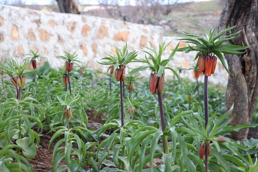'Ağlayan Gelin'i koparana büyük ceza geliyor! Her biri için 110 bin lira fatura çıkarılacak - Resim: 1