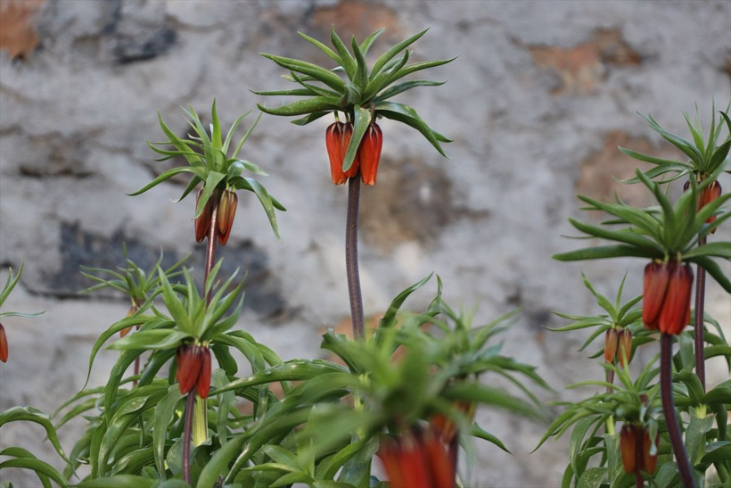 'Ağlayan Gelin'i koparana büyük ceza geliyor! Her biri için 110 bin lira fatura çıkarılacak - Resim: 2