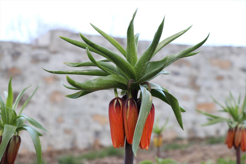 'Ağlayan Gelin'i koparana büyük ceza geliyor! Her biri için 110 bin lira fatura çıkarılacak - Resim: 3