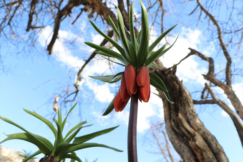 'Ağlayan Gelin'i koparana büyük ceza geliyor! Her biri için 110 bin lira fatura çıkarılacak - Resim: 4