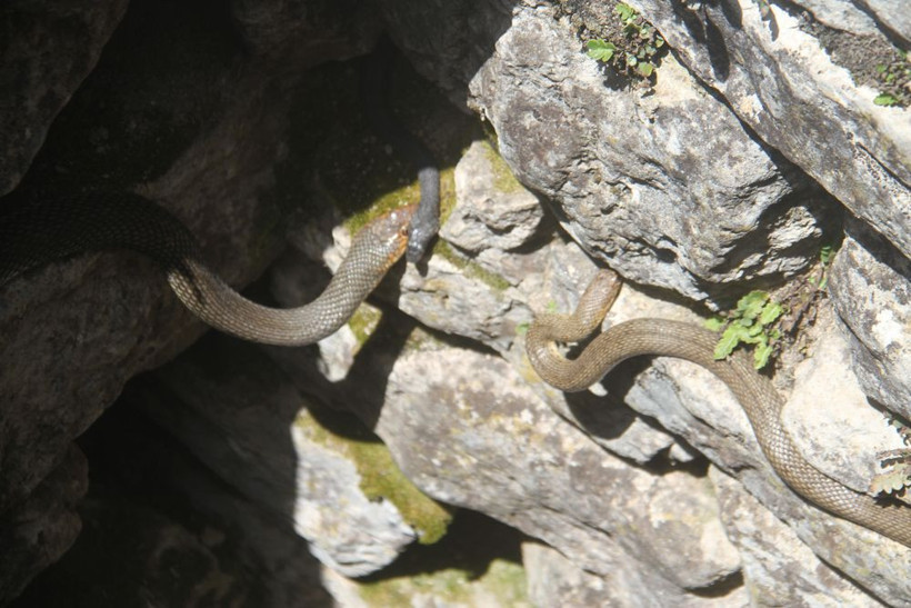 Bu kuyudan çıkan yılanlar 'çok güzel'! Konya'da köylüler seyretmeye geliyor - Resim: 2