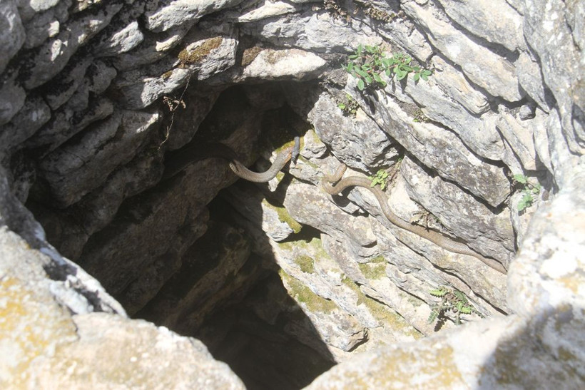 Bu kuyudan çıkan yılanlar 'çok güzel'! Konya'da köylüler seyretmeye geliyor - Resim: 3