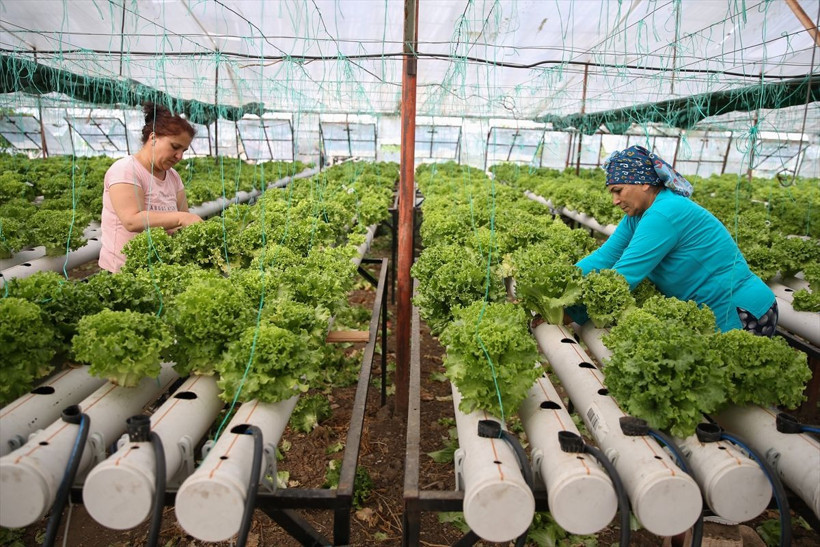Uçak mühendisiydi işini bıraktı Antalya'da topraksız tarıma başladı hedef yurt dışına ihracat - Resim: 1
