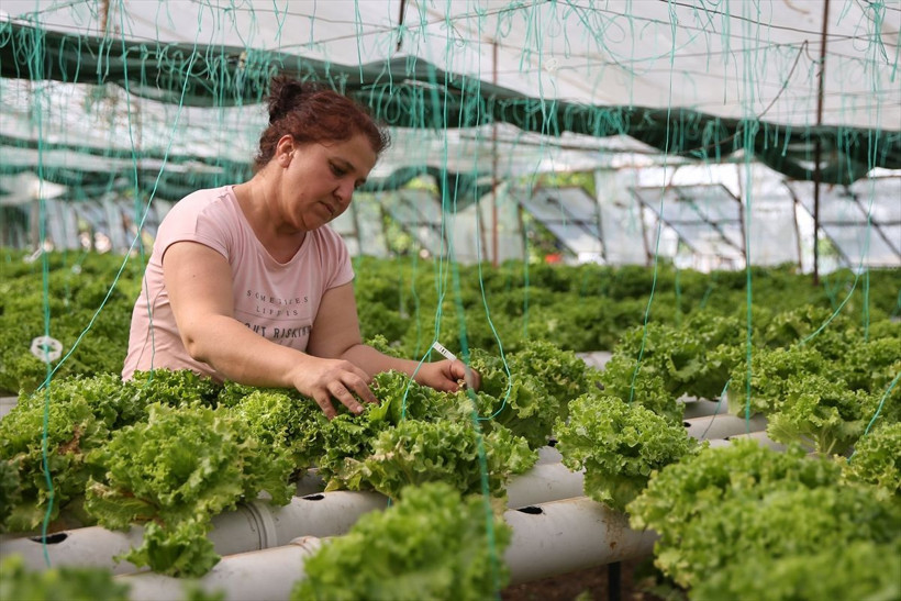 Uçak mühendisiydi işini bıraktı Antalya'da topraksız tarıma başladı hedef yurt dışına ihracat - Resim: 2