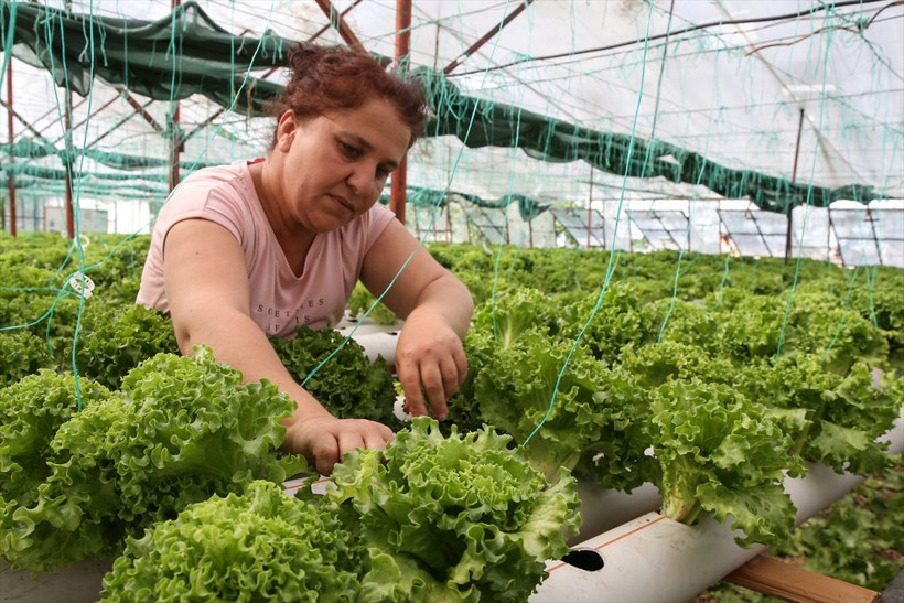 Uçak mühendisiydi işini bıraktı Antalya'da topraksız tarıma başladı hedef yurt dışına ihracat - Resim: 3