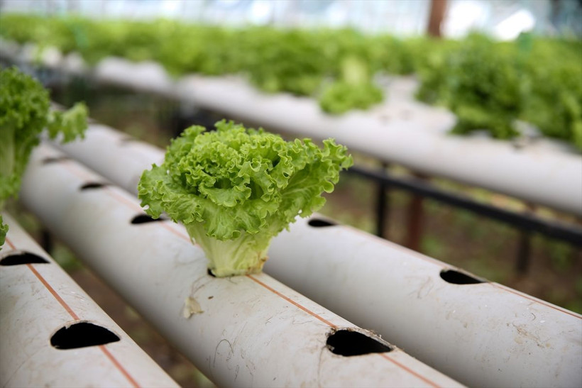 Uçak mühendisiydi işini bıraktı Antalya'da topraksız tarıma başladı hedef yurt dışına ihracat - Resim: 4