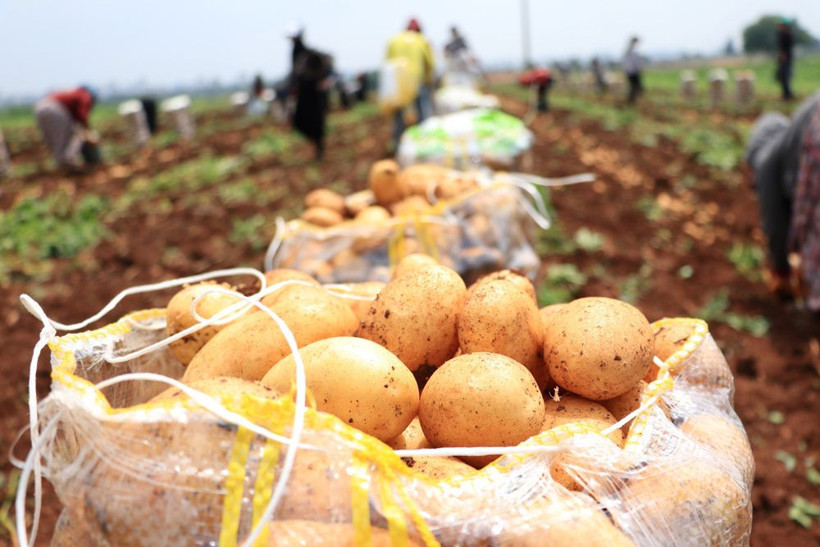 Hasadı 2 hafta geç başladı ama indirim getirecek! Hallere gönderildi fiyatlar düşecek - Resim: 1