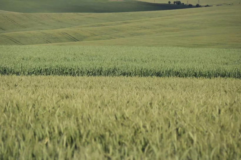 Arkeolojik kazıda küpten çıktı 7 bin yıllık buğday Türkiye'yi ihya edecek - Resim: 1