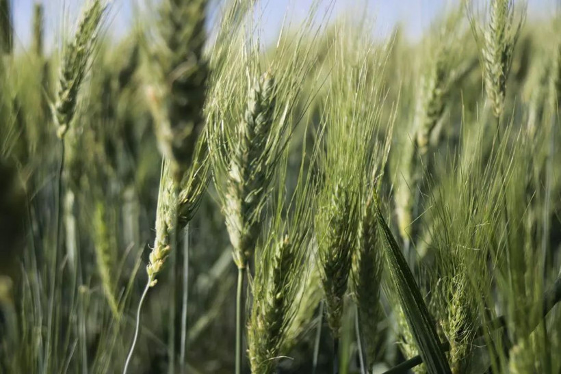 Arkeolojik kazıda küpten çıktı 7 bin yıllık buğday Türkiye'yi ihya edecek - Resim: 4