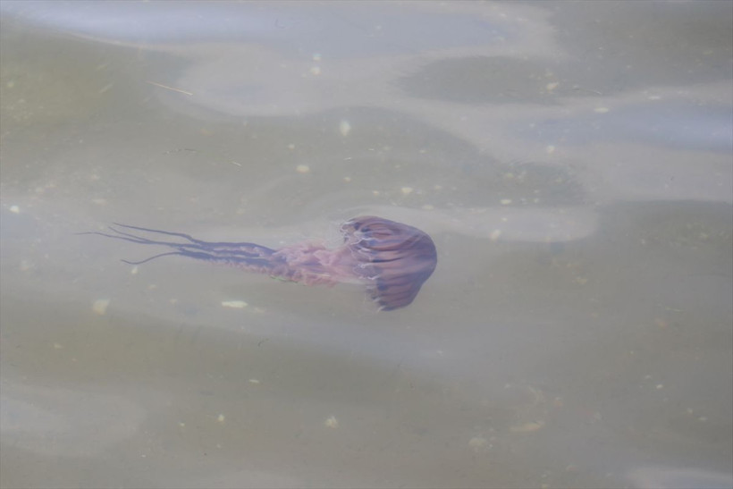 Aman dikkat! Türünün en zehirlisi bu kez orada görüldü sakın dokunmayın - Resim: 1