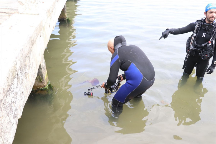 Aman dikkat! Türünün en zehirlisi bu kez orada görüldü sakın dokunmayın - Resim: 2