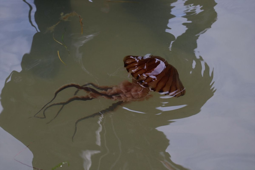 Aman dikkat! Türünün en zehirlisi bu kez orada görüldü sakın dokunmayın - Resim: 4