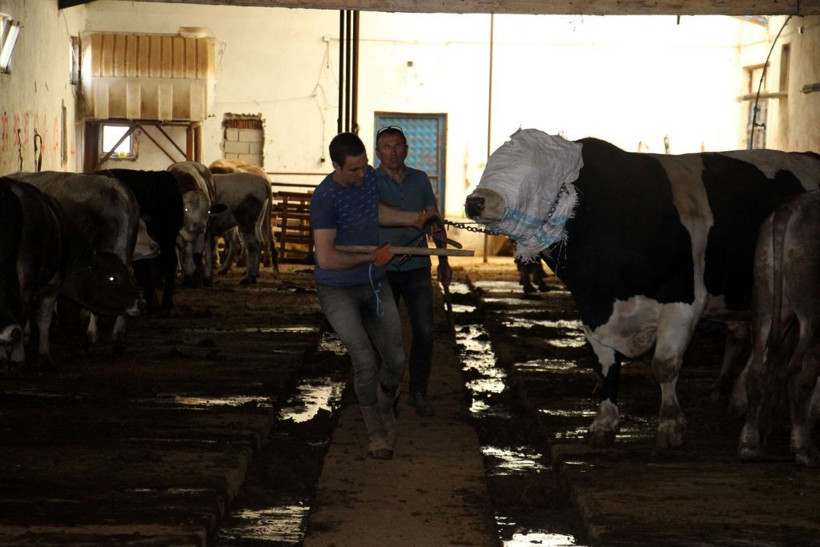 Bu tosun tam 1 ton 220 kilo! Satıldığı fiyat ise 'yok artık' dedirtti! - Resim: 1