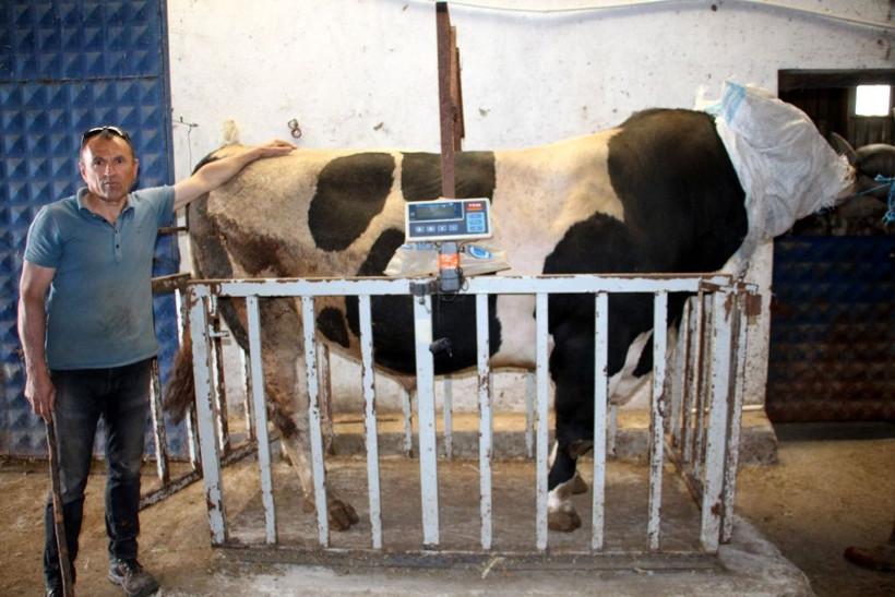 Bu tosun tam 1 ton 220 kilo! Satıldığı fiyat ise 'yok artık' dedirtti! - Resim: 3