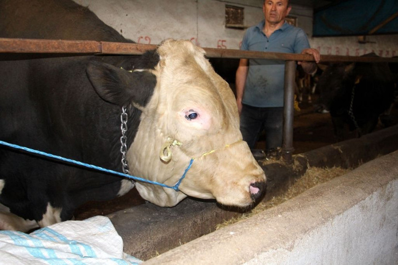 Bu tosun tam 1 ton 220 kilo! Satıldığı fiyat ise 'yok artık' dedirtti! - Resim: 4