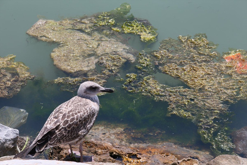 İzmir'deki Bostanlı sahilini yosunlar kapladı - Resim: 2