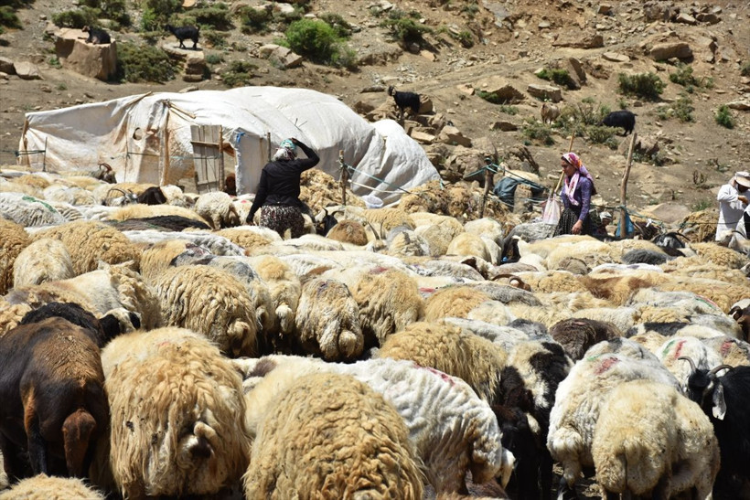 İki üniversite okudu hayvan otlatıyor! Kazandığı parayı duyan bu işe giriyor - Resim: 2
