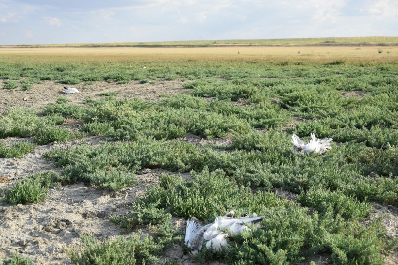 Düden Göleti'nde şok manzara! Martılar toplu halde ölüyor - Resim: 2