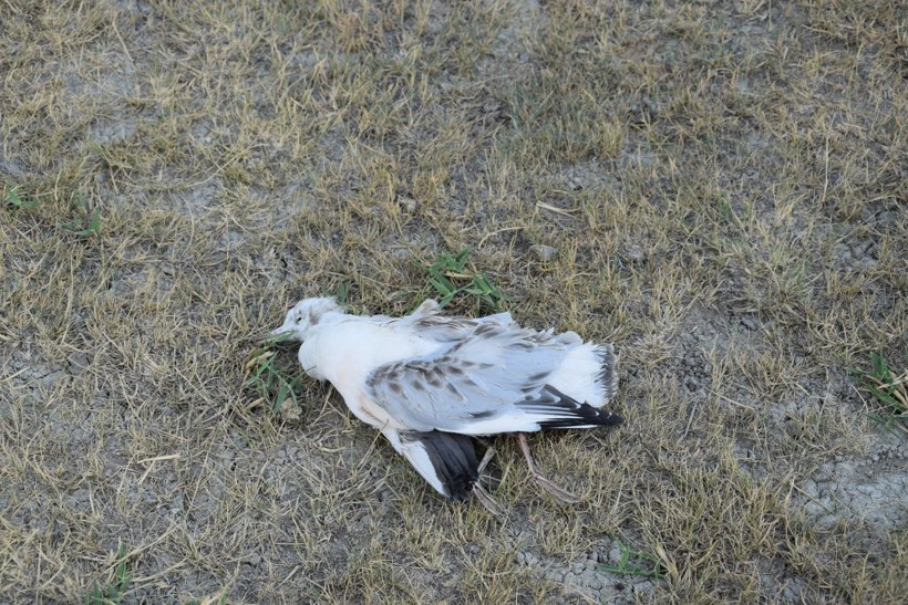 Düden Göleti'nde şok manzara! Martılar toplu halde ölüyor - Resim: 3