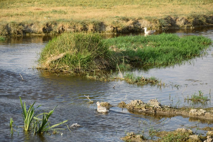 Düden Göleti'nde şok manzara! Martılar toplu halde ölüyor - Resim: 4