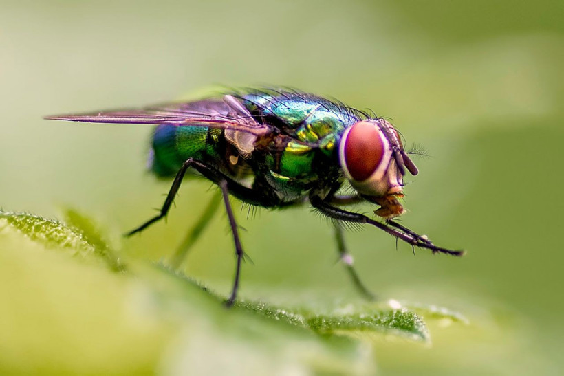 'Zombi sinek' tüyler ürpertti! Böylesi ne duyuldu ne görüldü bilim insanları şaşkın - Resim: 4