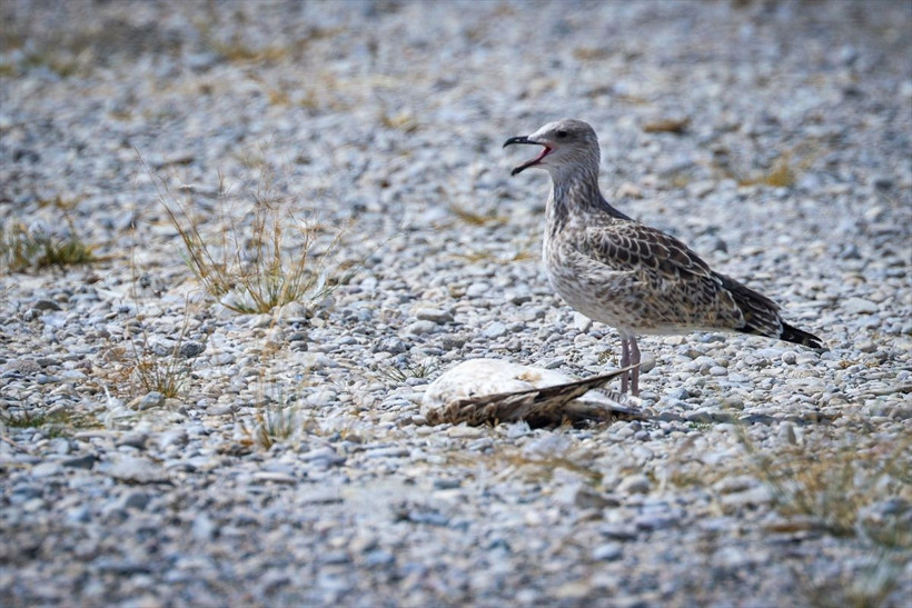 Martı ölümlerinin iki nedeni çıktı Van Gölü'nde iç acıtan görüntüler - Resim: 4