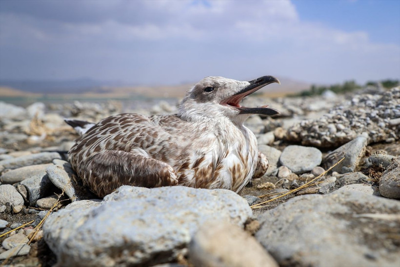 Martı ölümlerinin iki nedeni çıktı Van Gölü'nde iç acıtan görüntüler - Resim: 2
