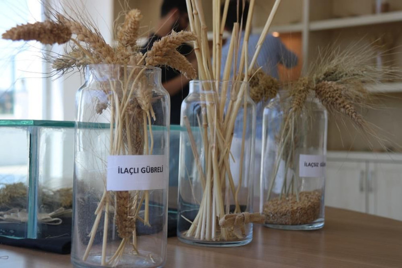 Küpten çıkan 7 binlik tohumu ekti  telefonu susmuyor! 2 metre 20 santim boyunda - Resim: 4