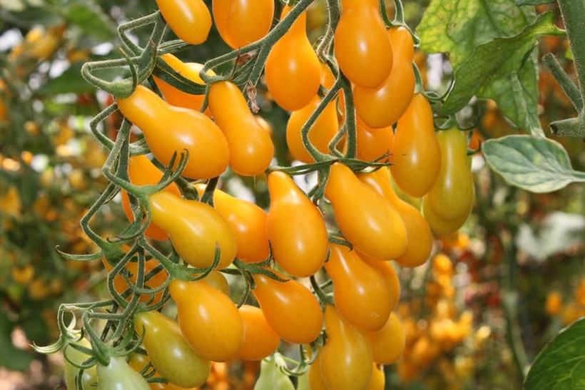 Bahçesine ekti iki kat fazla kazandı! Renkli domatesin kilo fiyatına bakın - Resim: 1