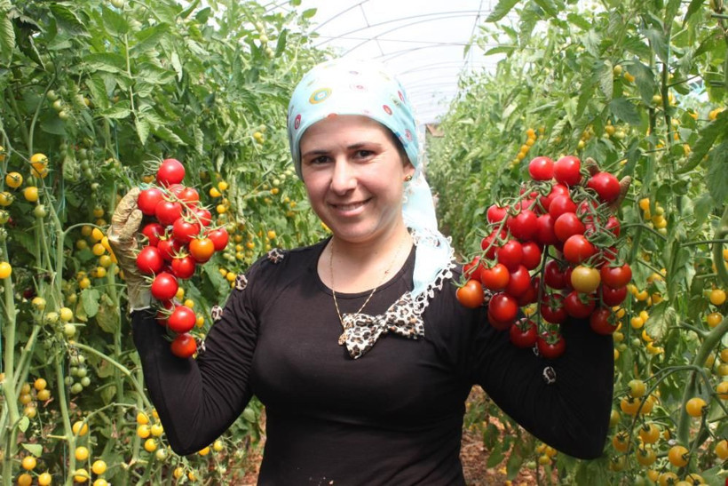 Bahçesine ekti iki kat fazla kazandı! Renkli domatesin kilo fiyatına bakın - Resim: 3