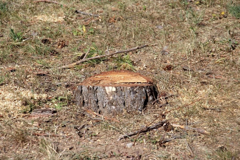 Gölge yapıyor diye 33 adet çeyrek asırlık ağaçları kestiler - Resim: 2