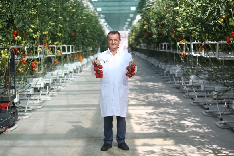 Bu sistem maliyeti yüzde 50 azalttı! Ezber bozan domates üretimi: 700 milyon lira... - Resim: 4