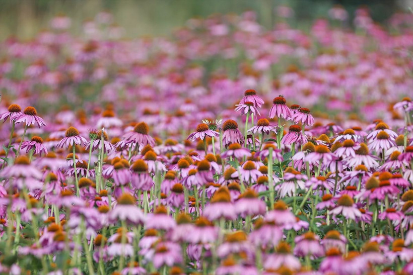 Tesadüfen görüp bu işe girdiler 180 bin TL kazanç! Firmalar sırada bekliyor - Resim: 3