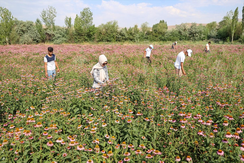 Tesadüfen görüp bu işe girdiler 180 bin TL kazanç! Firmalar sırada bekliyor - Resim: 2