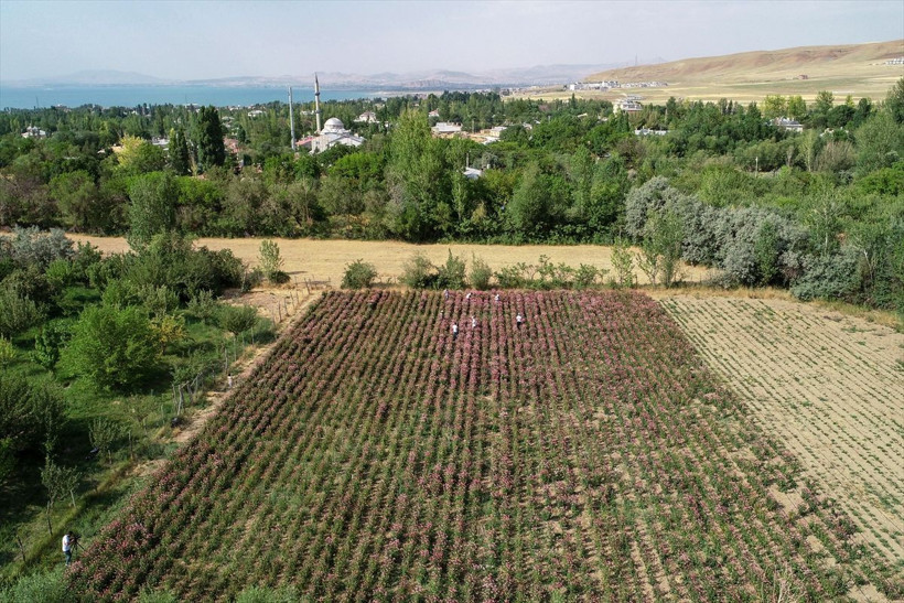 Tesadüfen görüp bu işe girdiler 180 bin TL kazanç! Firmalar sırada bekliyor - Resim: 1