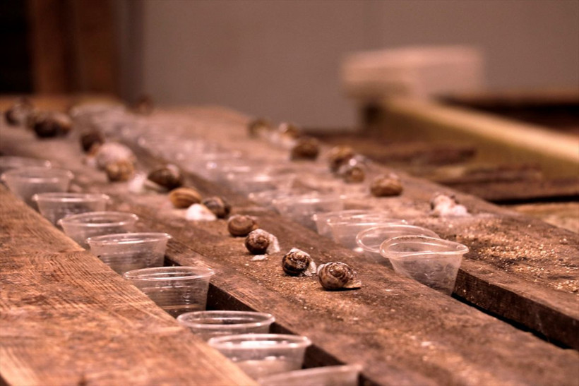 İspanya'da kardeşi gördü Kocaeli'de çiftliğini kurdu paraya para demiyor - Resim: 3