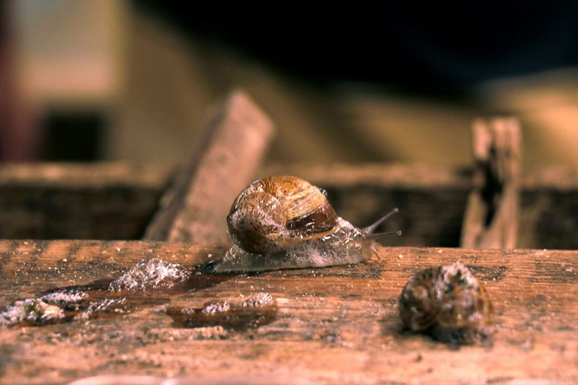 İspanya'da kardeşi gördü Kocaeli'de çiftliğini kurdu paraya para demiyor - Resim: 4