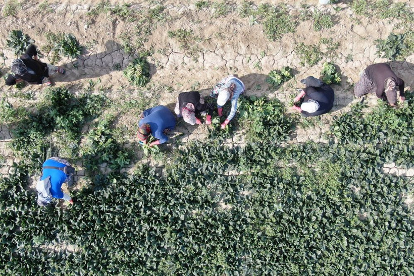 Kış mevsiminin vazgeçilmezi! Yağmur yağmazsa fiyatı uçacak - Resim: 2