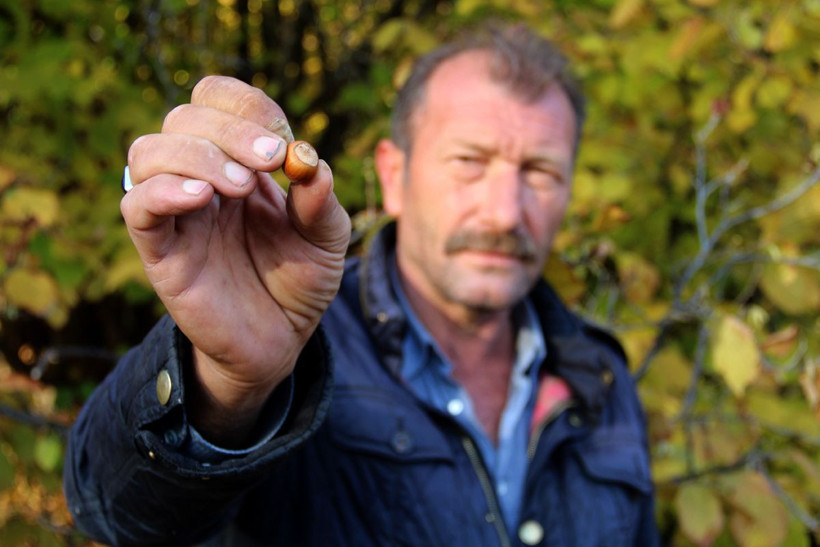 Bu köyde tonlarcası kendiliğinden yetişti! 10 araba gelip toplayan var hem de ücretsiz - Resim: 1