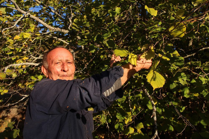 Bu köyde tonlarcası kendiliğinden yetişti! 10 araba gelip toplayan var hem de ücretsiz - Resim: 2