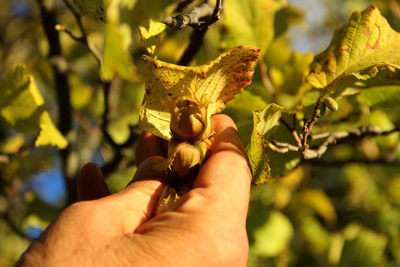 Bu köyde tonlarcası kendiliğinden yetişti! 10 araba gelip toplayan var hem de ücretsiz - Resim: 3