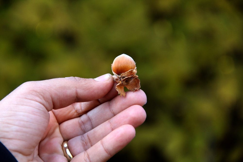 Bu köyde tonlarcası kendiliğinden yetişti! 10 araba gelip toplayan var hem de ücretsiz - Resim: 4