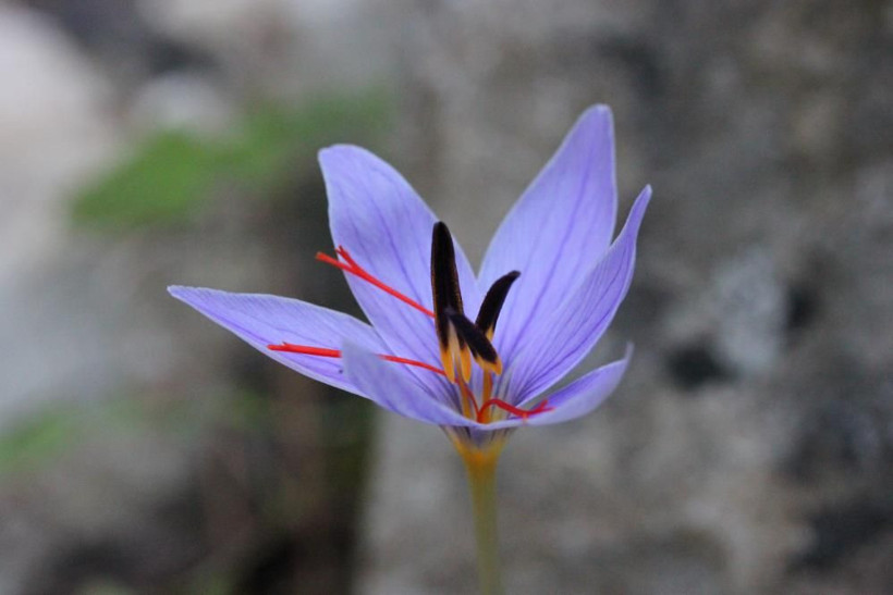 Dünyada sadece Türkiye'de bulunuyor: Tehlike altında, yüksek fiyatlara satılıyor! - Resim: 2