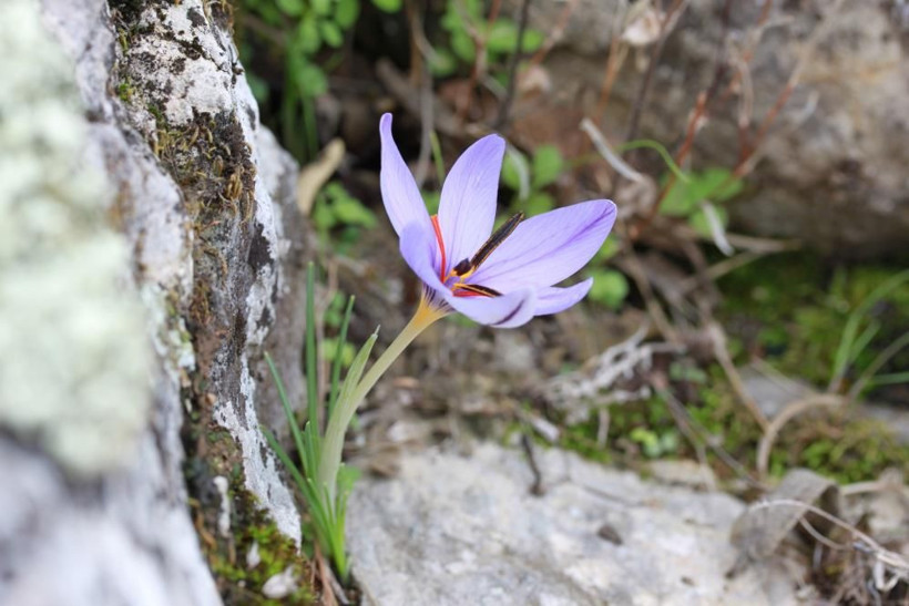 Dünyada sadece Türkiye'de bulunuyor: Tehlike altında, yüksek fiyatlara satılıyor! - Resim: 1
